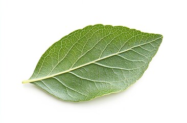 Obraz premium Single Fresh Bay Leaf Isolated on White Background for Cooking and Flavor : Generative AI