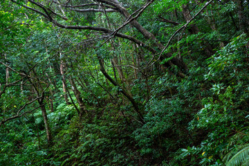 奄美大島　世界自然遺産の森　ヒカゲヘゴ・シダ・スダジィの森