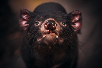 The Tasmanian devil is a carnivorous marsupial of the family Dasyuridae.