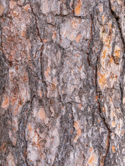 Old wood pine bark texture or background.