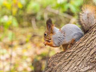 Portrait of a squirrel on a tree trunk
