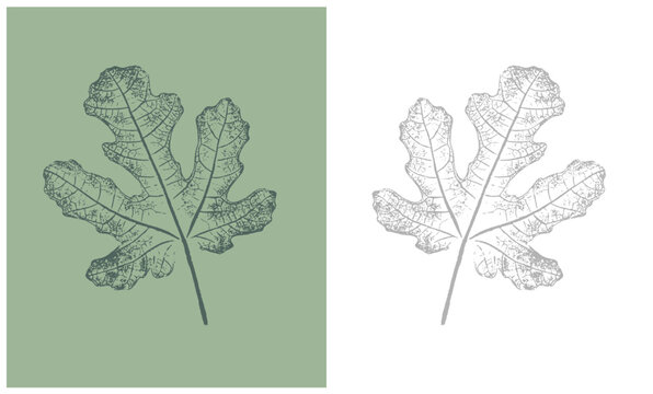 Stamp impression or sketch of a fig leaf with organic texture. Isolated leaf print for floral art or pattern.
