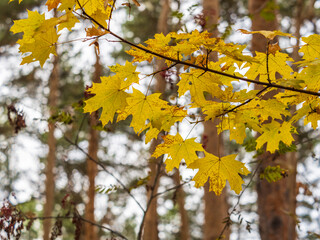 Maple branches with yellow leaves in autumn, in the light of sunset.