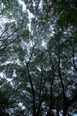 Fototapeta premium 奄美大島 世界自然遺産の森 ヒカゲヘゴ・シダ・スダジィの森