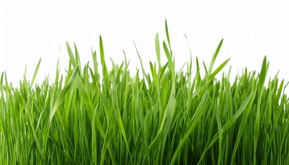 Fototapeta premium green grass isolated on white background