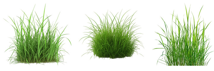 PNG Grass isolated on white background, fresh green blades
