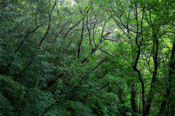奄美大島　世界自然遺産の森　ヒカゲヘゴ・シダ・スダジィの森