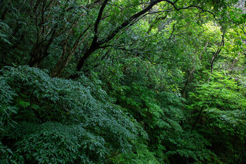 奄美大島　世界自然遺産の森　ヒカゲヘゴ・シダ・スダジィの森