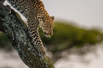 leopard climbing down the tree with morning sunshine, serengeti Tanzania