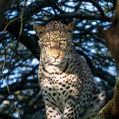 leopard hiding in the tree with morning sunshine, serengeti Tanzania