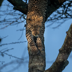 leopard climbing down the tree with morning sunshine, serengeti Tanzania