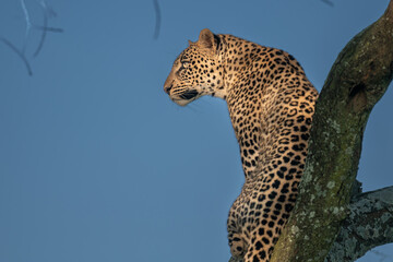 leopard hiding in the tree with morning sunshine, serengeti Tanzania