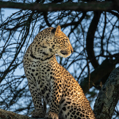 leopard hiding in the tree with morning sunshine, serengeti Tanzania