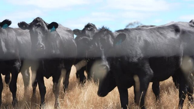 Beef Angus and Wagyu cows grazing in a field in a dry summer. Cow Herd on a farm practicing regenerative agriculture on a farming landscape. Fat Cattle at dusk