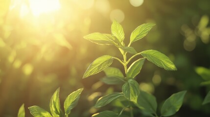 Obraz premium Young Green Plant Leaves Bask In Sunlight