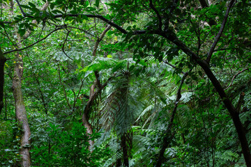 奄美大島　世界自然遺産の森　ヒカゲヘゴ・シダ・スダジィの森