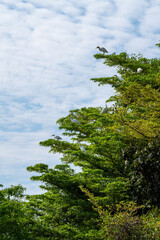 Fototapeta premium Cattle Egret or Bubulcus ibis , White birds are grouped together in a tree.
