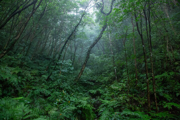 奄美大島　世界自然遺産の森　ヒカゲヘゴ・シダの森