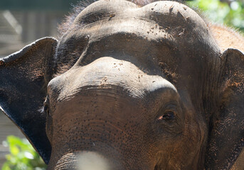 elephant photos, safari, africa