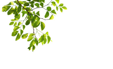 A leafy branch with a white background