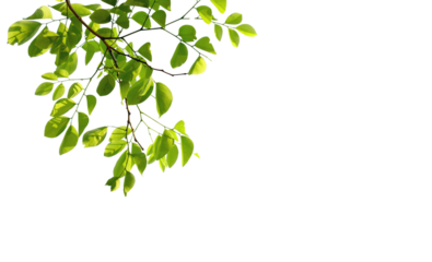 A leafy branch with a white background