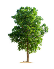 A large tree stands alone on a white background