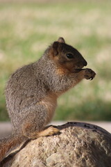 Obraz premium A close up of a squirrel eating an acorn on a rock