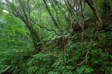 Obraz premium 奄美大島 世界自然遺産の森 ヒカゲヘゴ・シダの森
