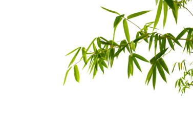 A green bamboo tree branch with leaves