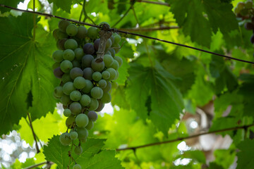 Sunlit Vineyards: Thriving Grape Plants in Nature