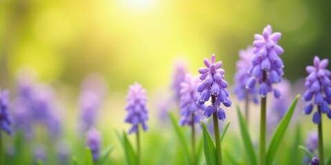 Naklejka premium A Field of Delicate Purple Spring Flowers Basking in the Warm Golden Sunlight of a Beautiful Day