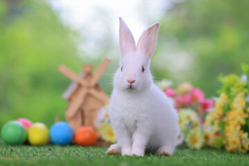 Bunny easter fluffy rabbit eating food, vegetables, carrots, baby corn on green garden nature flowers background and wooden wind turbine on sunny day, Symbol of easter day.