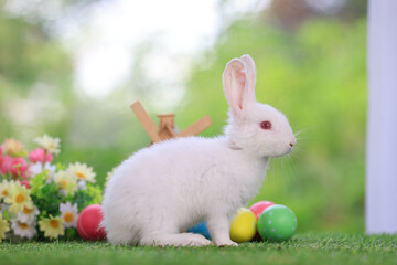 Bunny easter fluffy rabbit eating food, vegetables, carrots, baby corn on green garden nature flowers background and wooden wind turbine on sunny day, Symbol of easter day.