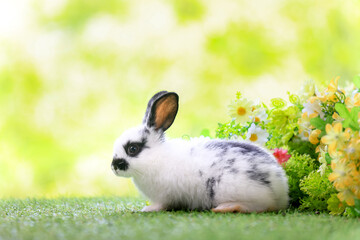 Bunny easter fluffy rabbit eating food, vegetables, carrots, baby corn on green garden nature flowers background on sunny day, Lovely mammal with  bright eyes in nature life. Symbol of easter day.