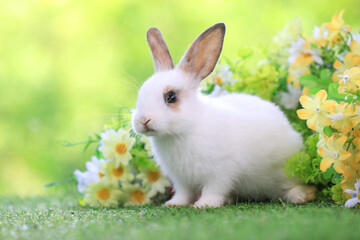 Bunny easter fluffy rabbit eating food, vegetables, carrots, baby corn on green garden nature flowers background on sunny day, Lovely mammal with  bright eyes in nature life. Symbol of easter day.