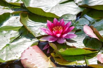A stunning pink water lily gracefully floats atop lush green lily pads in a beautifully tranquil...