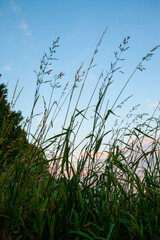 A tranquil and peaceful scene of tall grasses gently swaying underneath a bright and clear blue sky