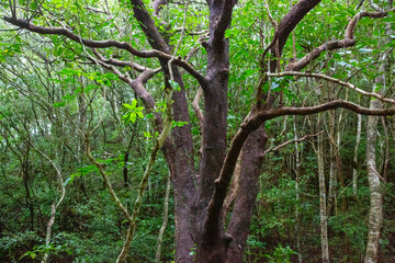 奄美大島　世界自然遺産の森　ヒカゲヘゴ・シダの森