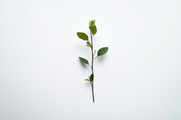 Fototapeta premium A slender green branch with vibrant leaves in a still life