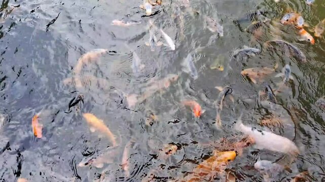 A vibrant koi pond teeming with colorful fish, showcasing their beauty and variety