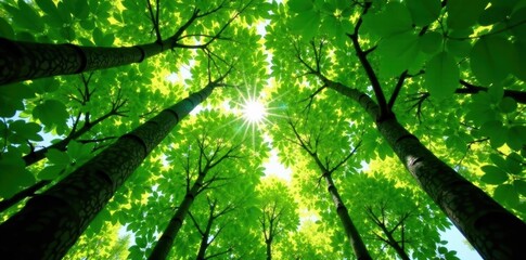 Obraz premium Emerald canopy, interwoven branches, sunlight dappling, sunlight, tropical, wallpaper