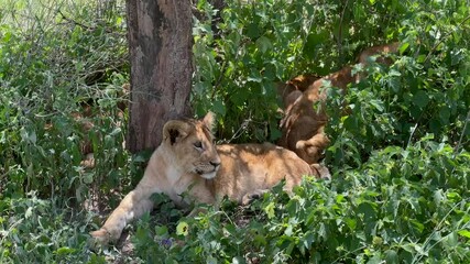 Young Maasai Lions (Panthera leo massaicus) in the shade under a tree. Serengeti National Park, Tanzania.