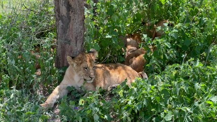 Young Maasai Lions (Panthera leo massaicus) in the shade under a tree in Serengeti National Park, Tanzania.