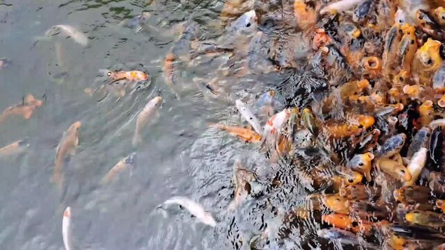 A vibrant koi pond teeming with colorful fish, showcasing their beauty and variety