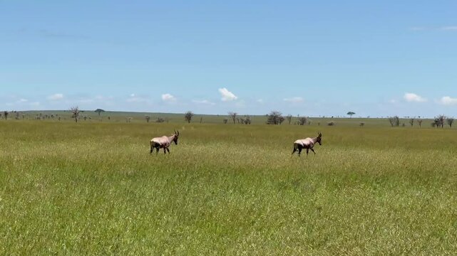 Topis (Damaliscus lunatus jimela) walking in Serengeti National Park in Tanzania.