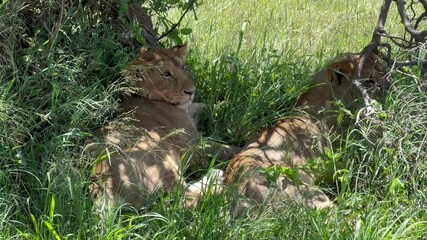 Two young Male Maasai Lions (Panthera leo massaicus) resting in the shade under a tree. Serengeti National Park in Tanzania.