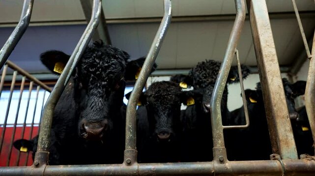 Animal safety controls, metal dividing management livestock system