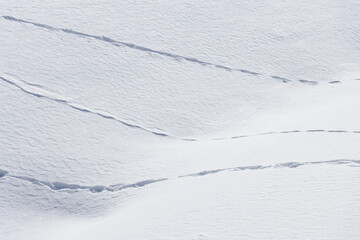 Animal tracks crossing bright white winter snow surface