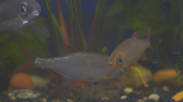 Young bream and roach swims in the aquarium. Freshwater river fish in an aquarium.