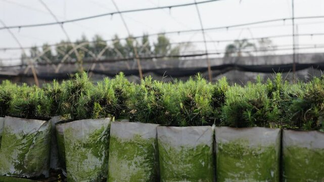 Small pine tree seedlings grown in commercial greenhouse, logging industry reforestation